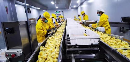 吉林省加快农业龙头企业恢复生产