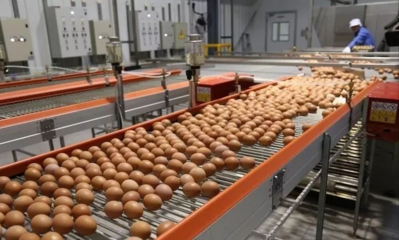 总投资6.25亿元!东坡区300万只蛋鸡项目进展如何?